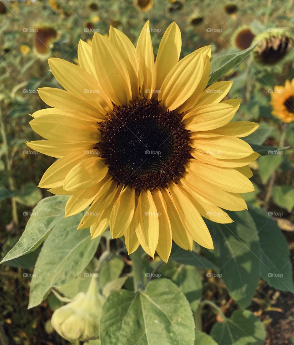 Sunflowers