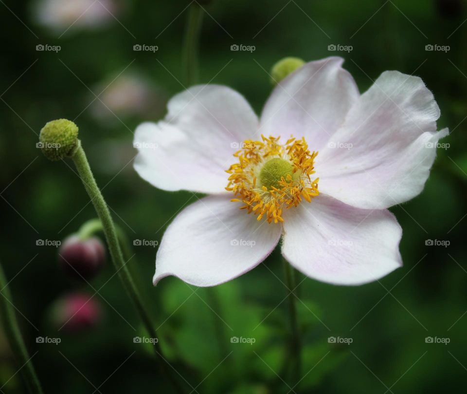 close up photo of late summer flower