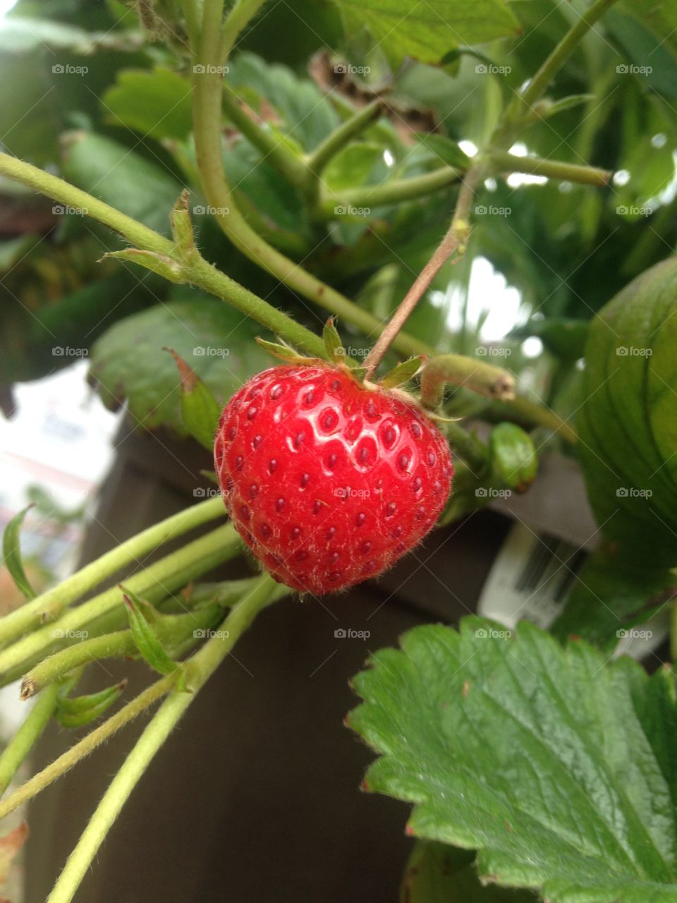 Garden fresh strawberry baby 