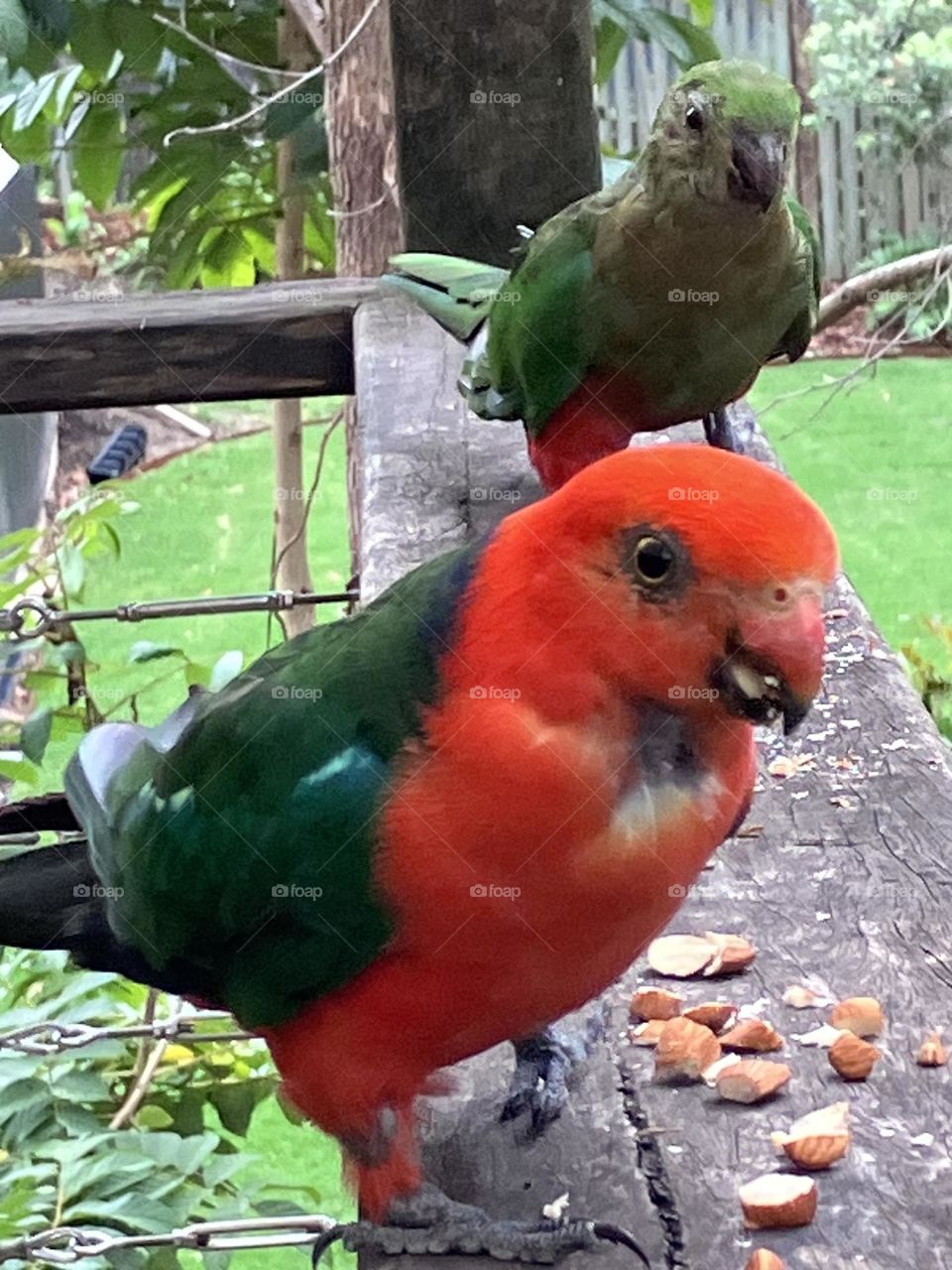 Australian King Parrots 