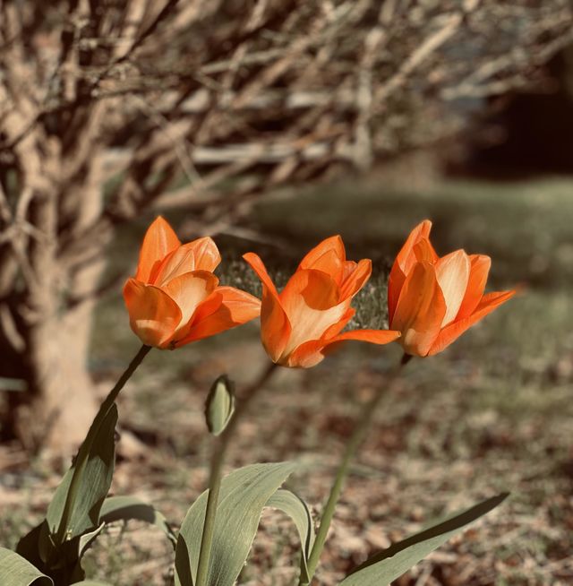 Blooming in spring 