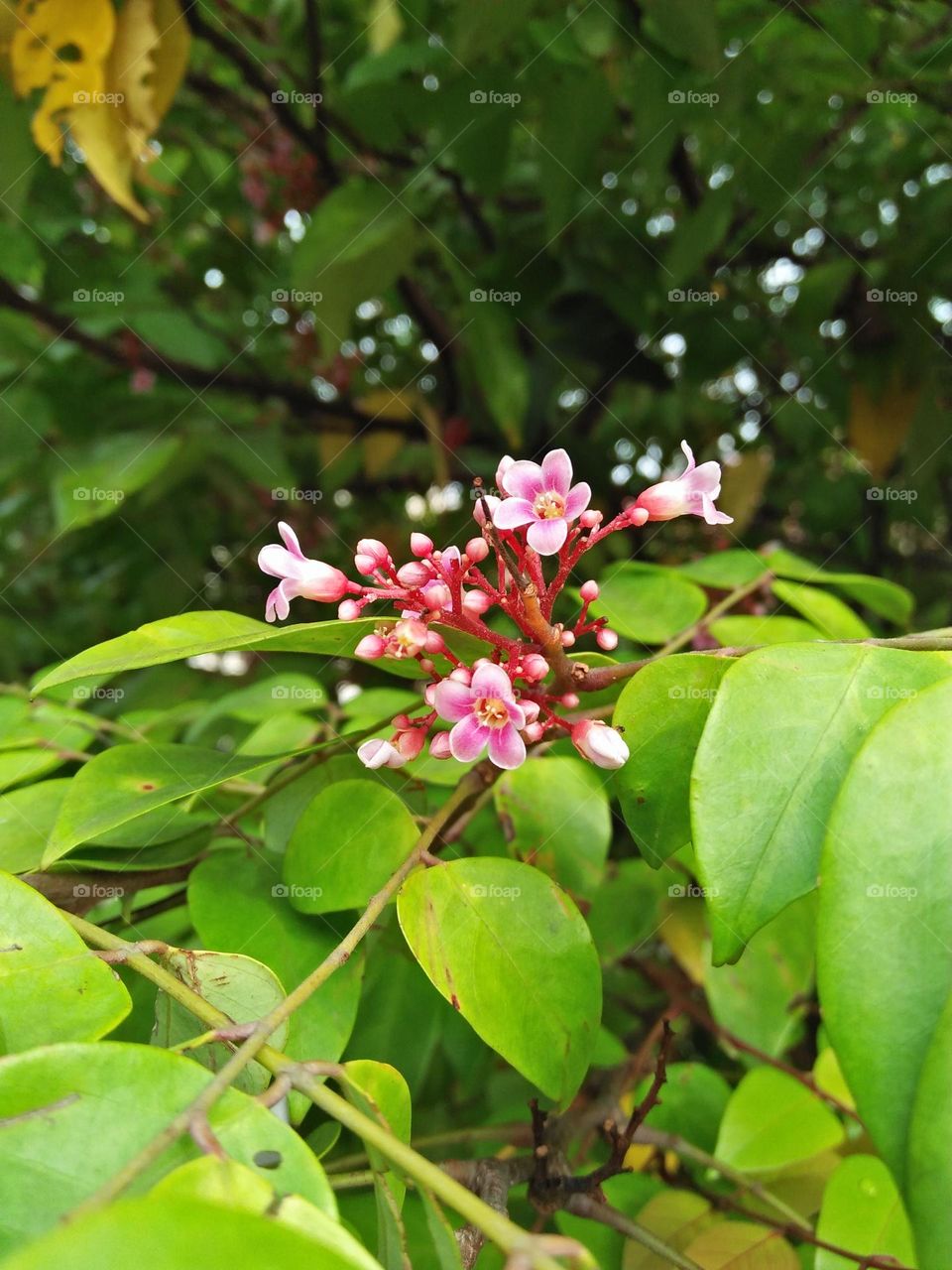 Tiny flower of star fruit