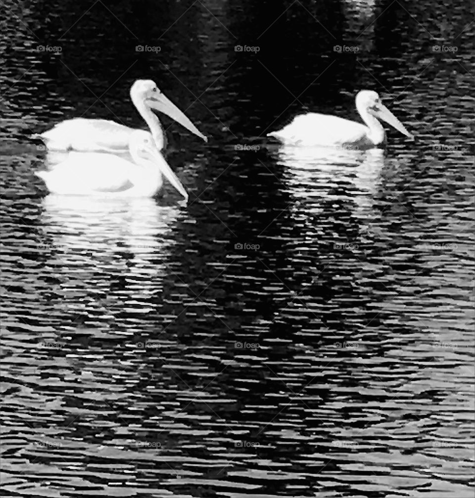 Pelicans lake black and white 