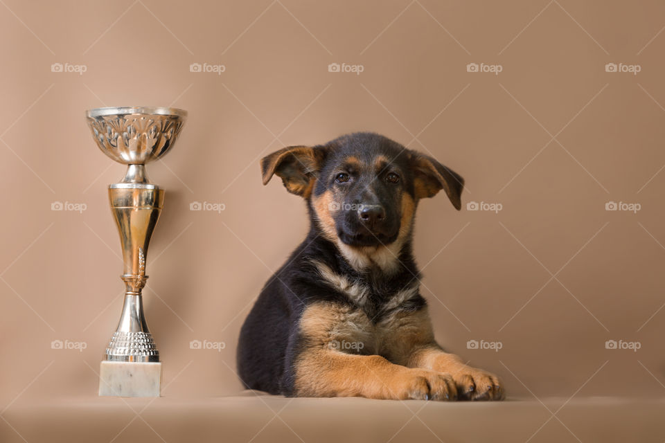 German shepherd puppy on brown background 