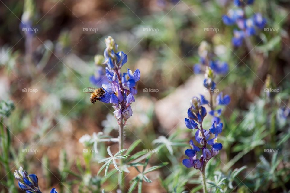 A bee pollinating flowers 
