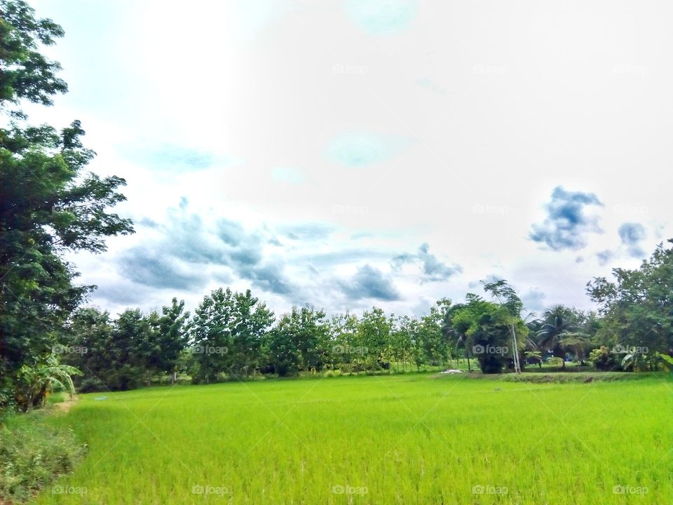 field rice,farm