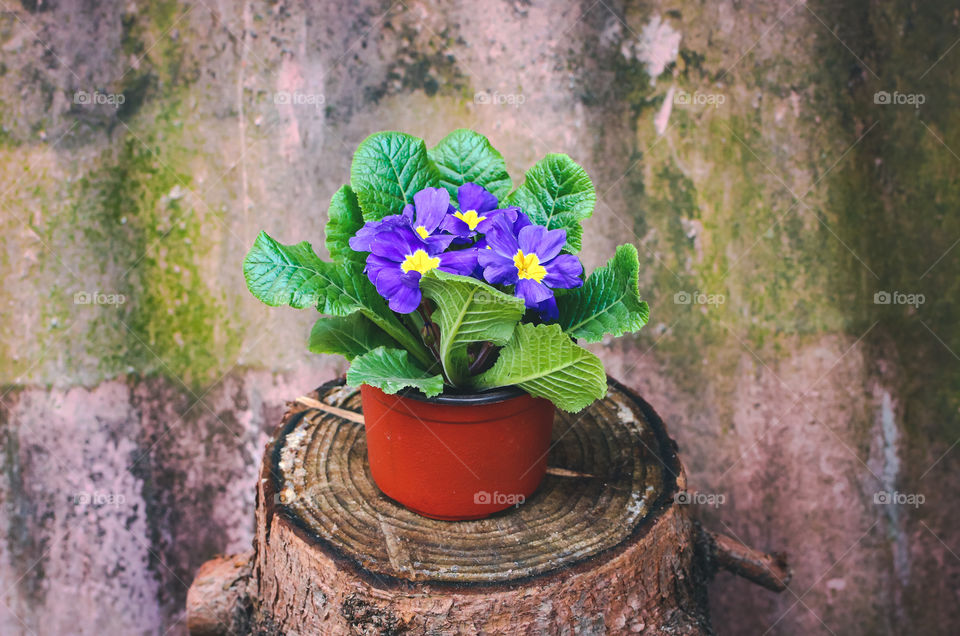 Purple flower on the tree trunk