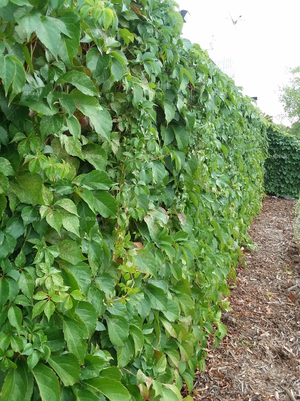 wall of vines
