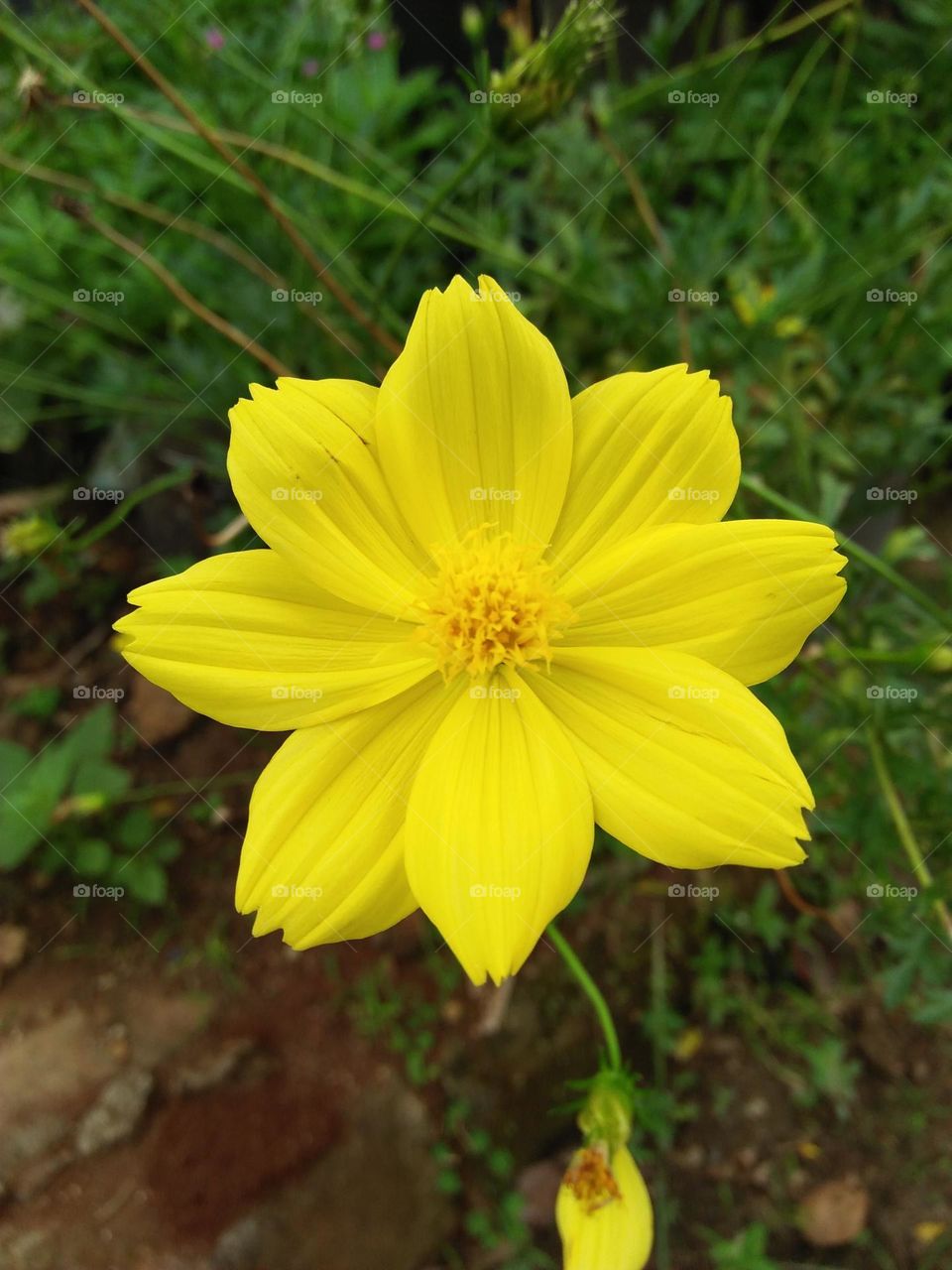 Kenikir flower