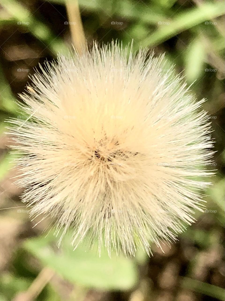 Closeup of a very fluffy dandelion waiting to release its seeds into the wind!