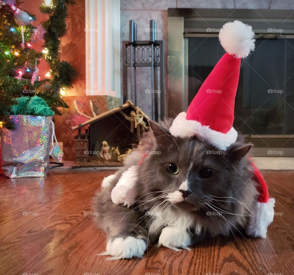 Cat playing Santa Claus during the holidays.