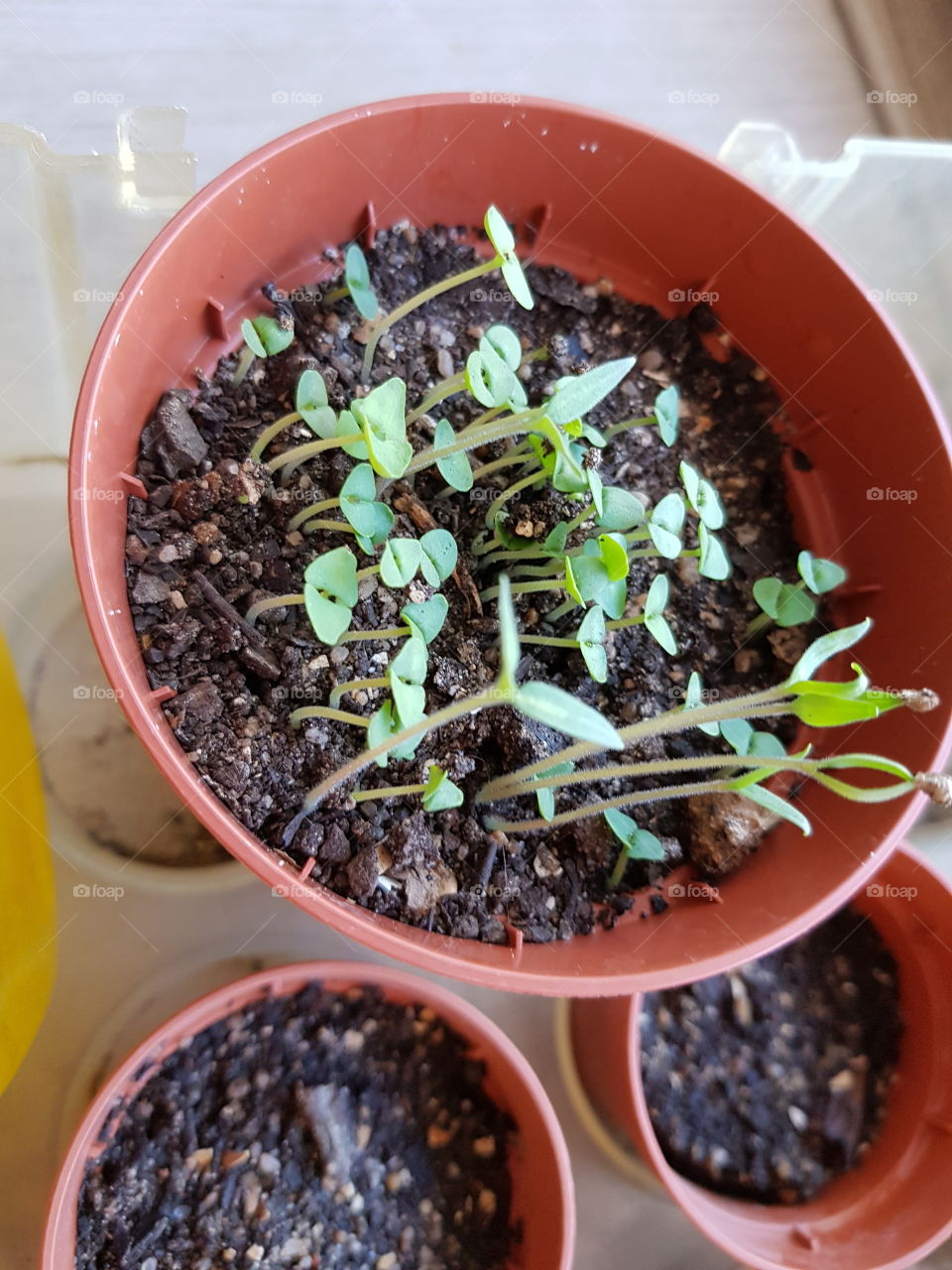 growing plants