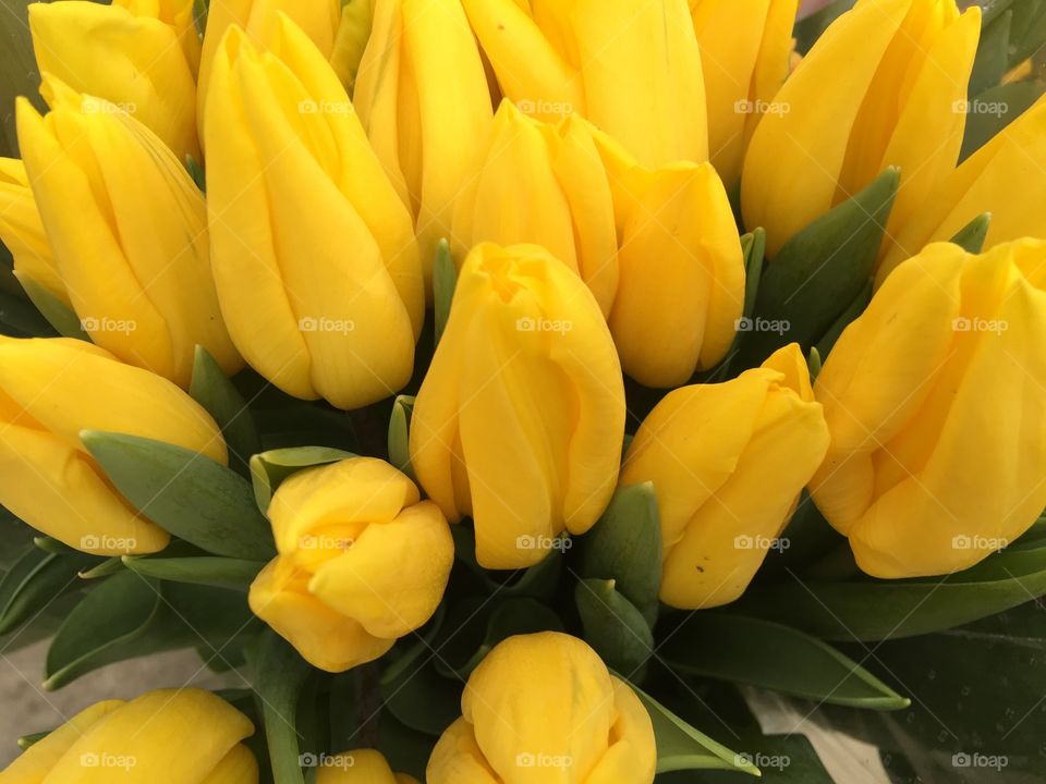 The beautiful  bouquet of yellow tulips. Spring flowers. Tulips close up. 