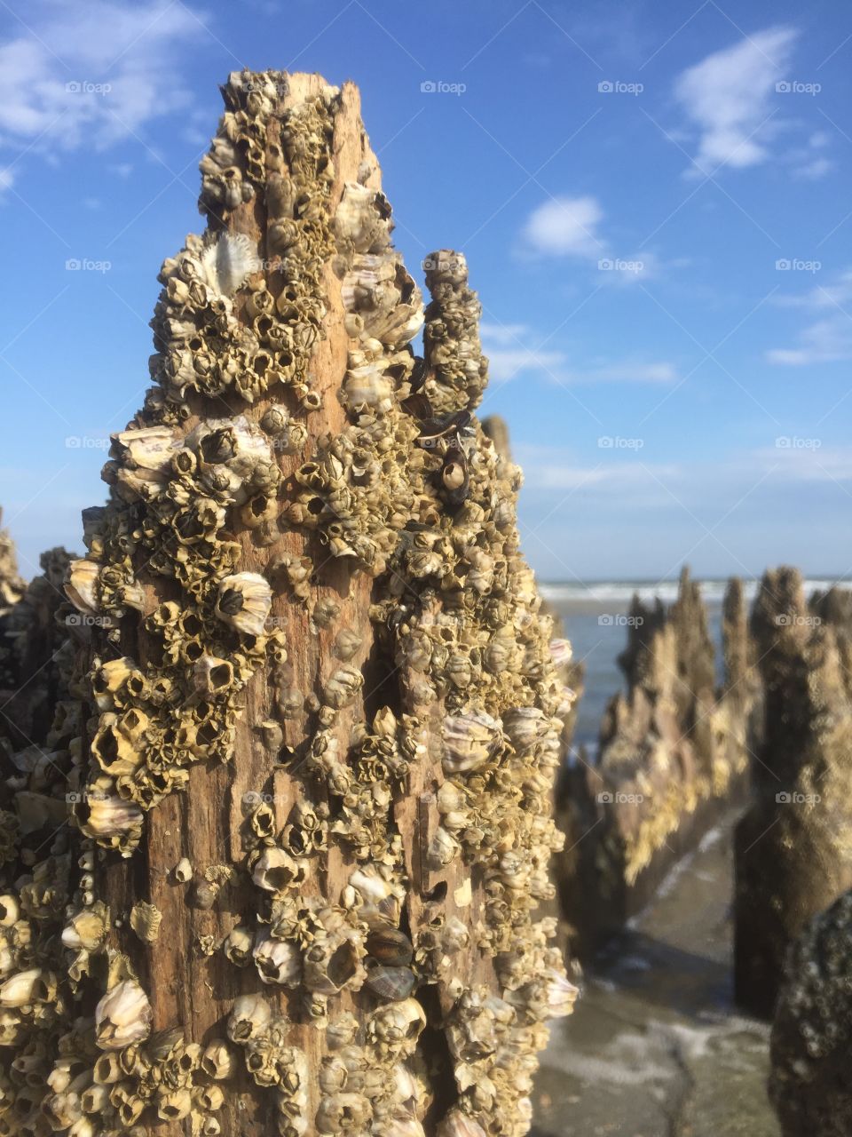 Barnacles at Folly Beach