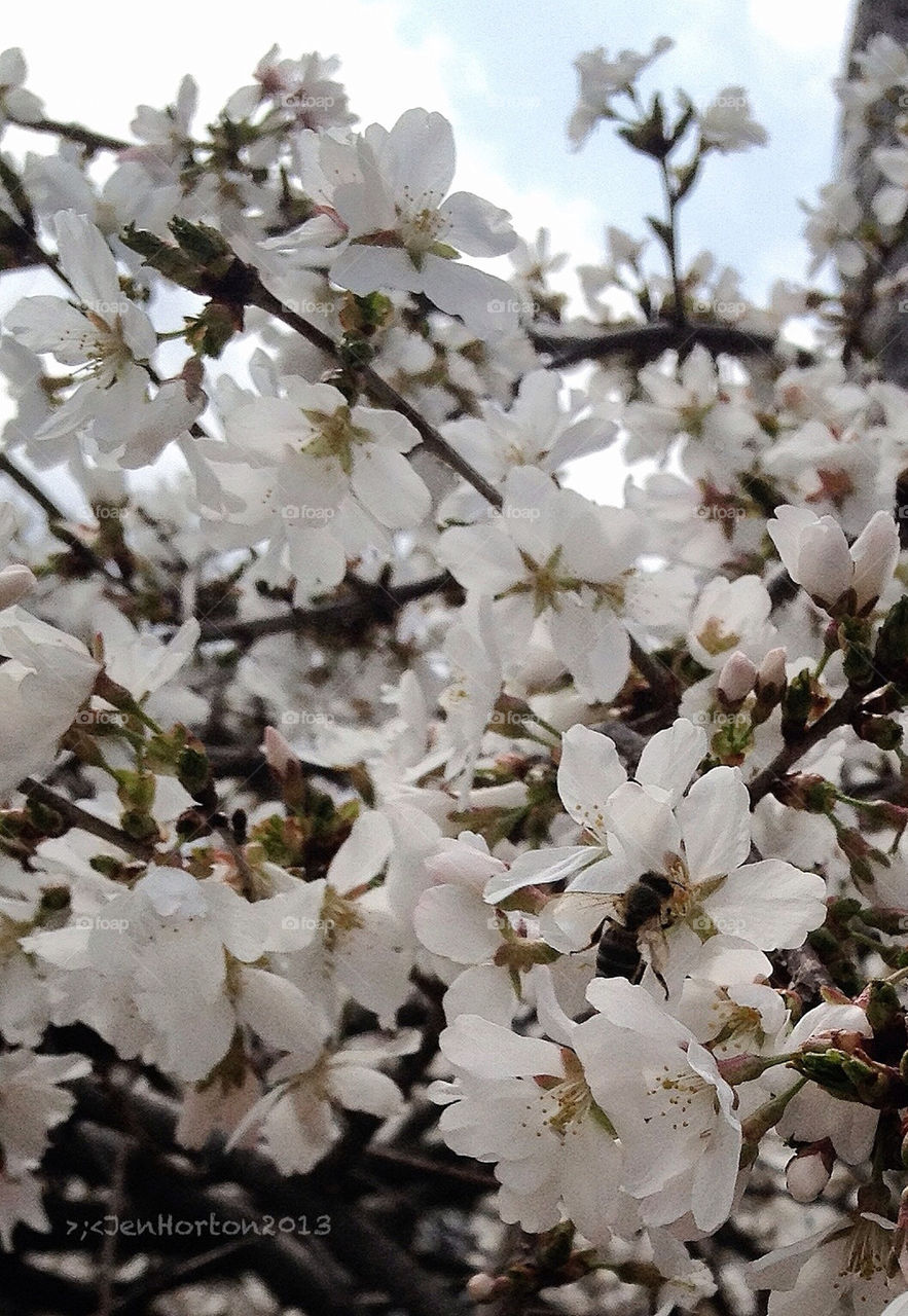 Bees around my snow fall weeping willow cherry tree