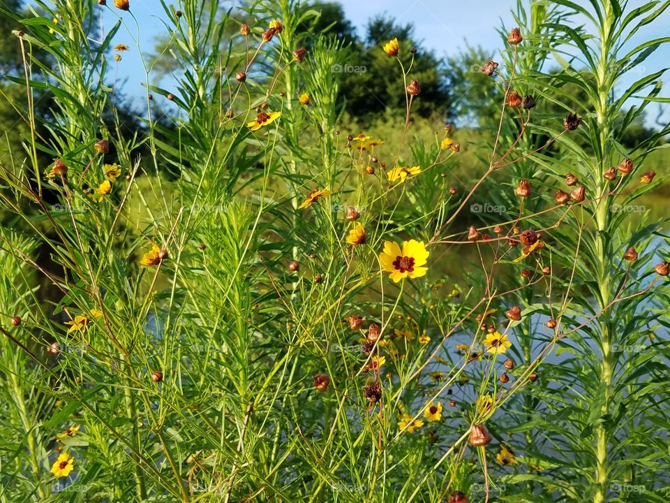 Flowers by the Pond