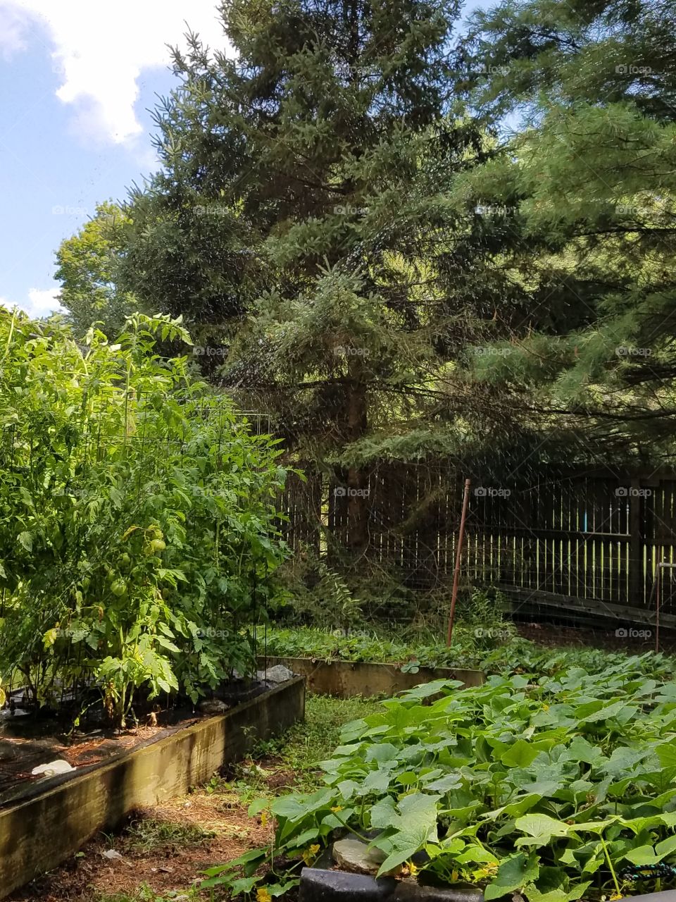 Vegatable Garden Beds of tomatoes, strawberries, cucumbers all in raised vegetable beds.