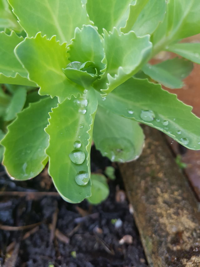 caught on a drop