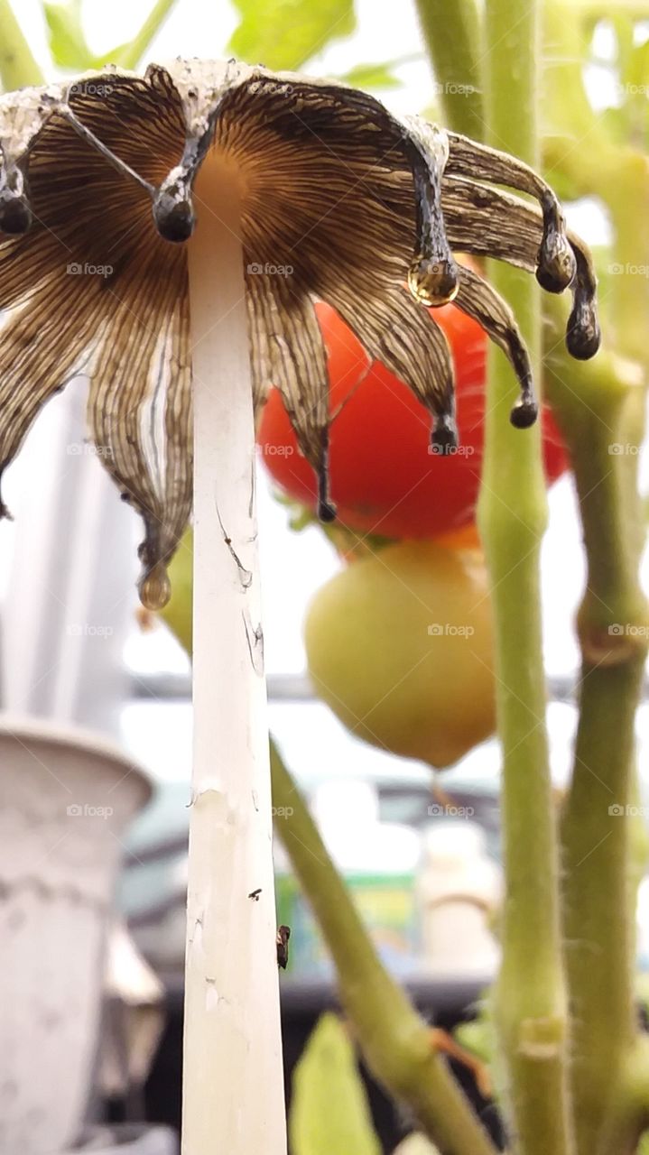 mushroom gone past its prime