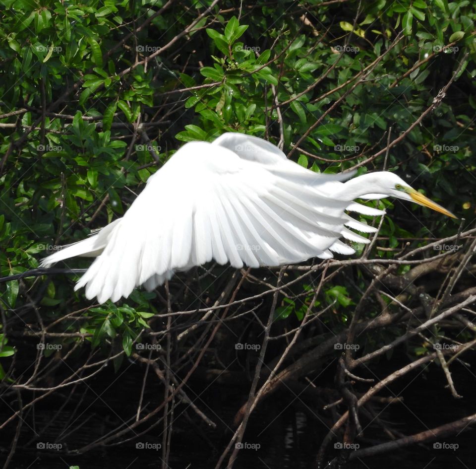 Egret Flying