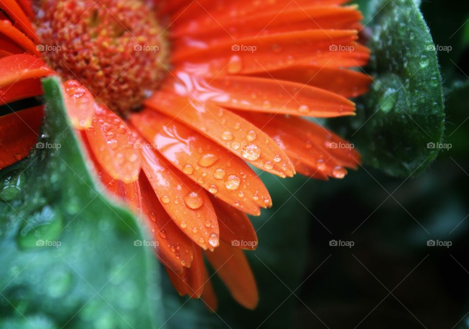 raindrops on my plant