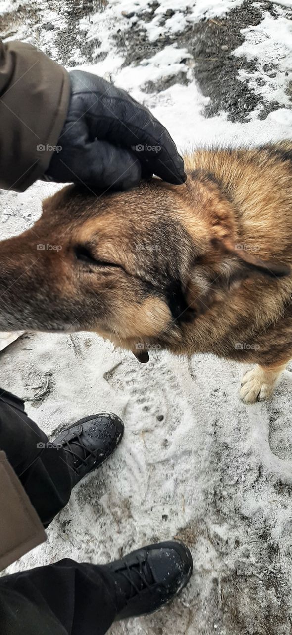 мужская рука гладит собаку