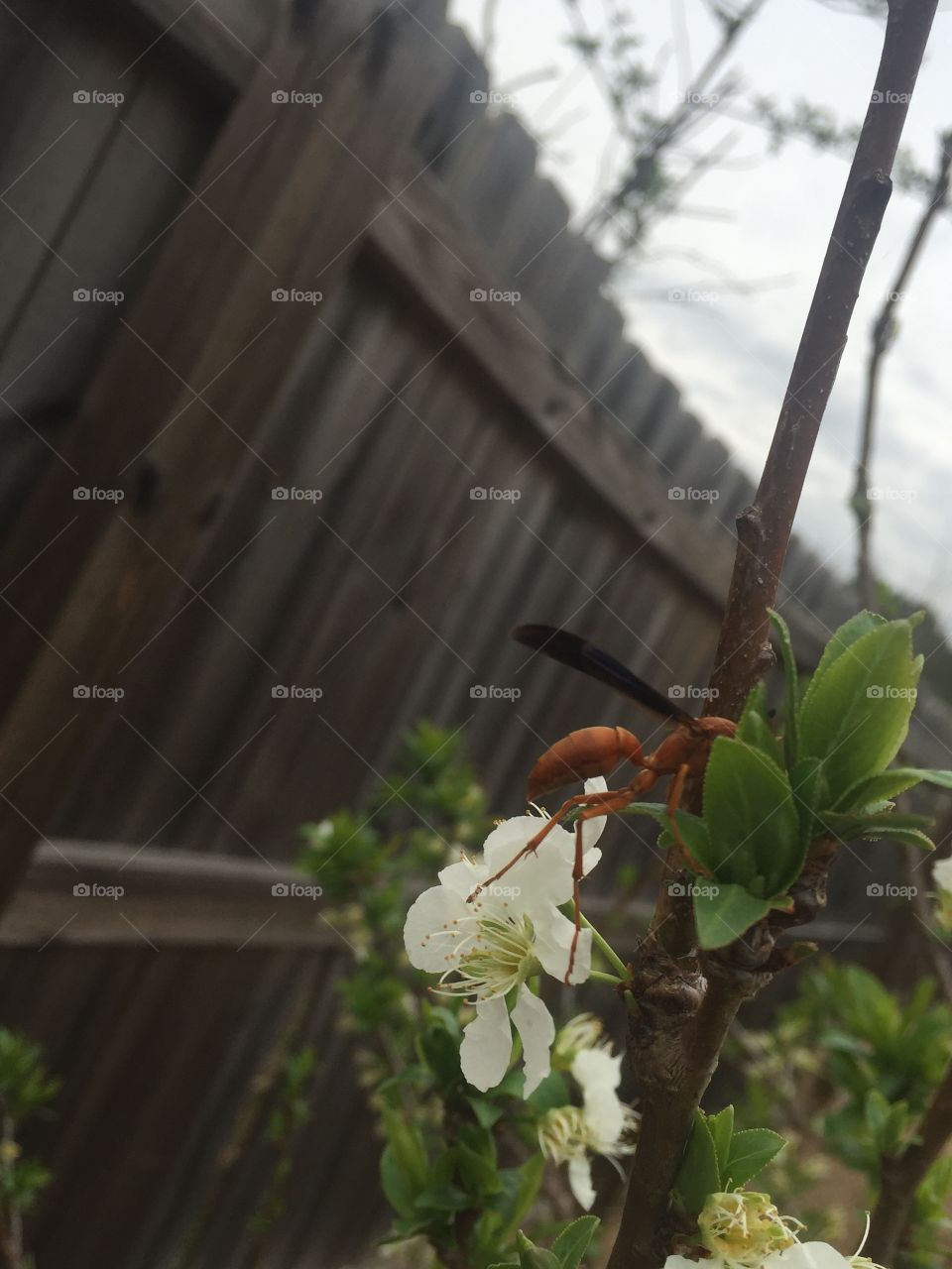 Spring time is coming