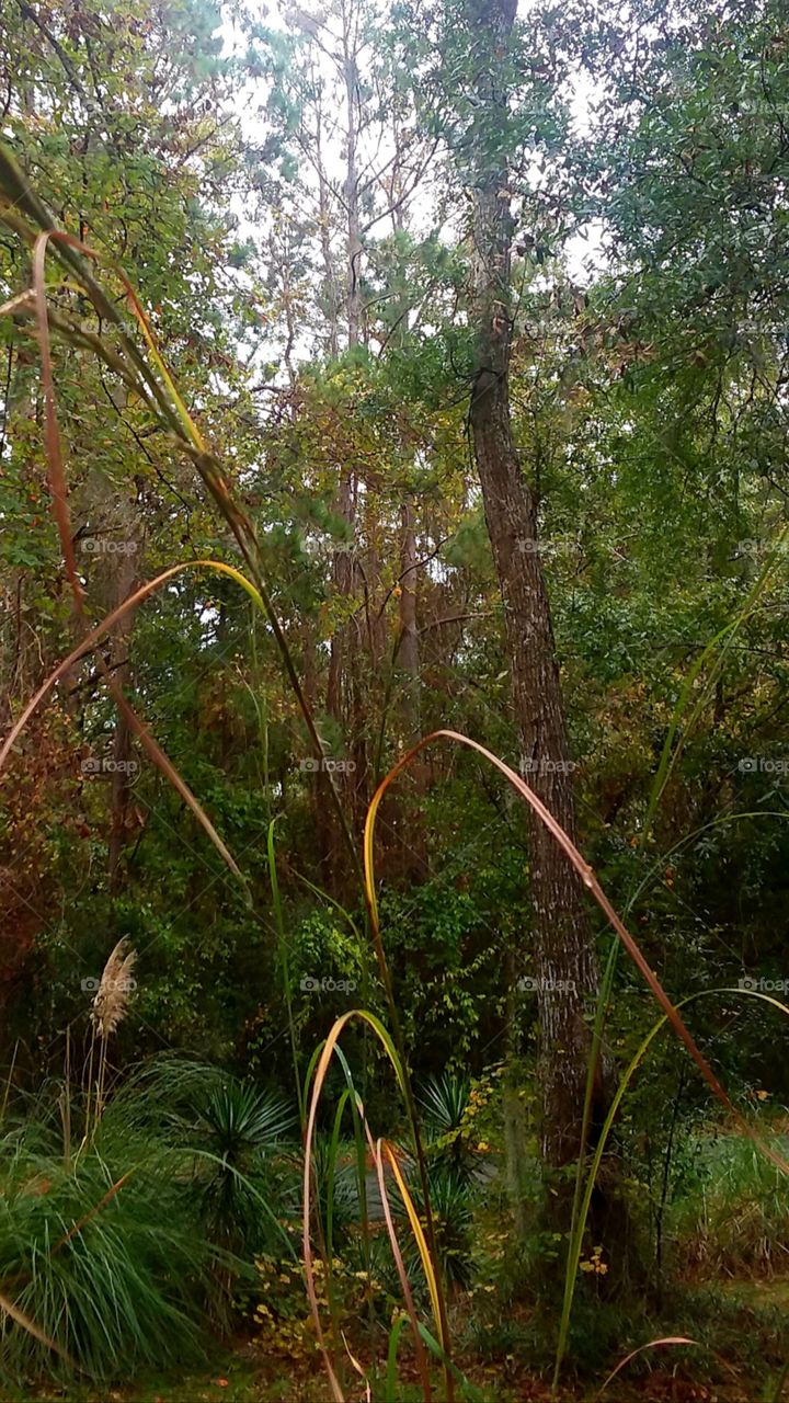 autumn colors of gold red orange brown foliage and trees