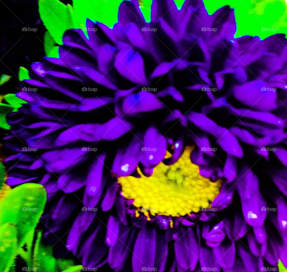 Purple flower