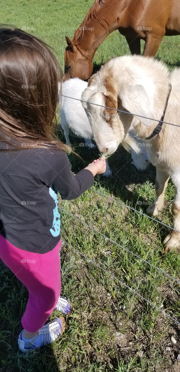 A Girl & A Goat