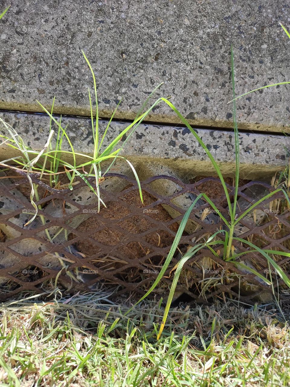 Grass growing through a metal frame