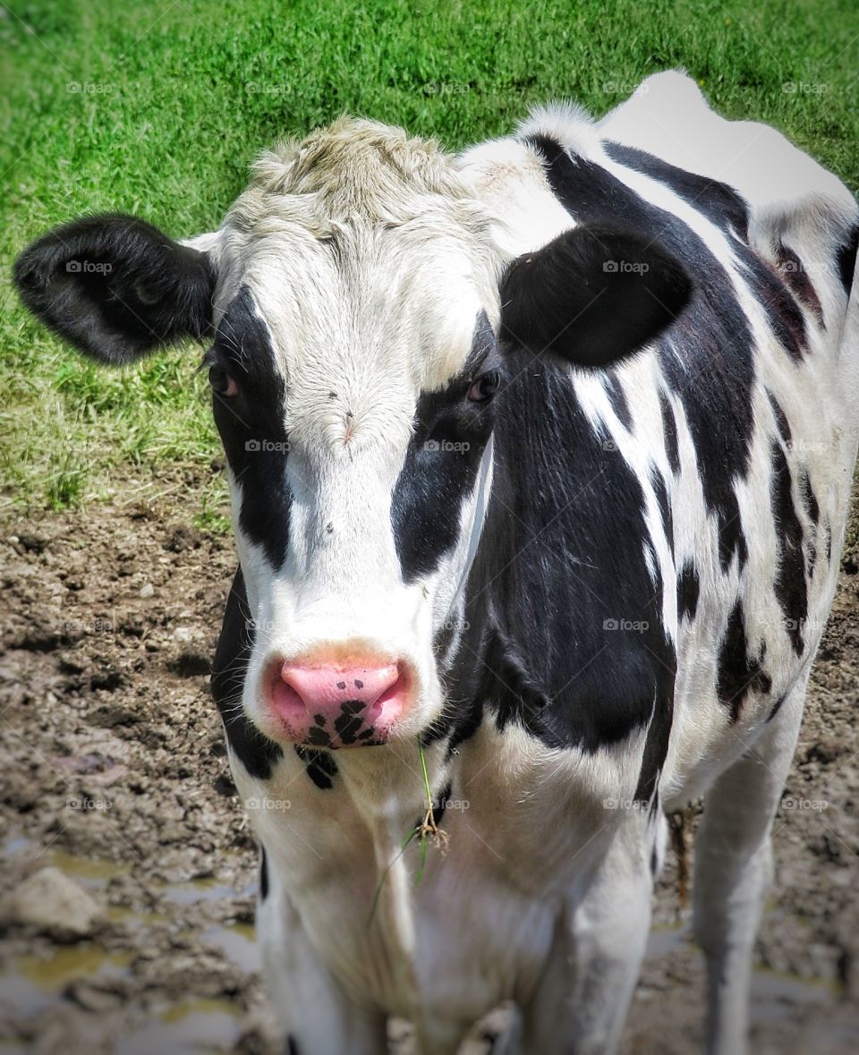 Cow Compton Québec 