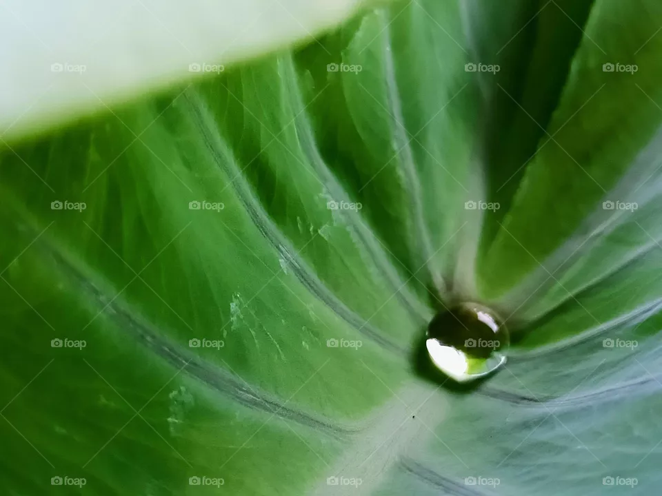 water drops on leaves