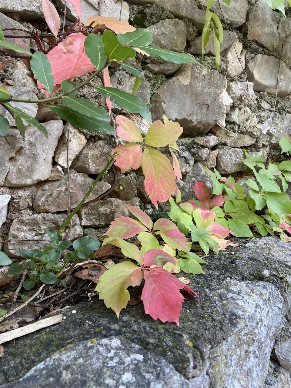 Leaves change from green to yellow to red.