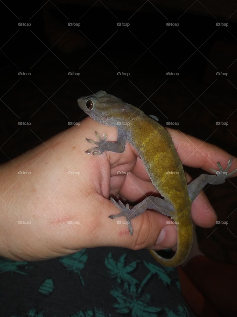 Miles #Golden Gecko