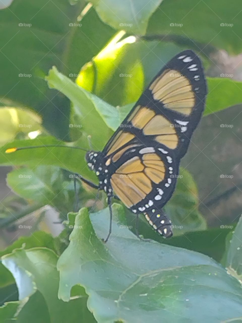 Borboleta