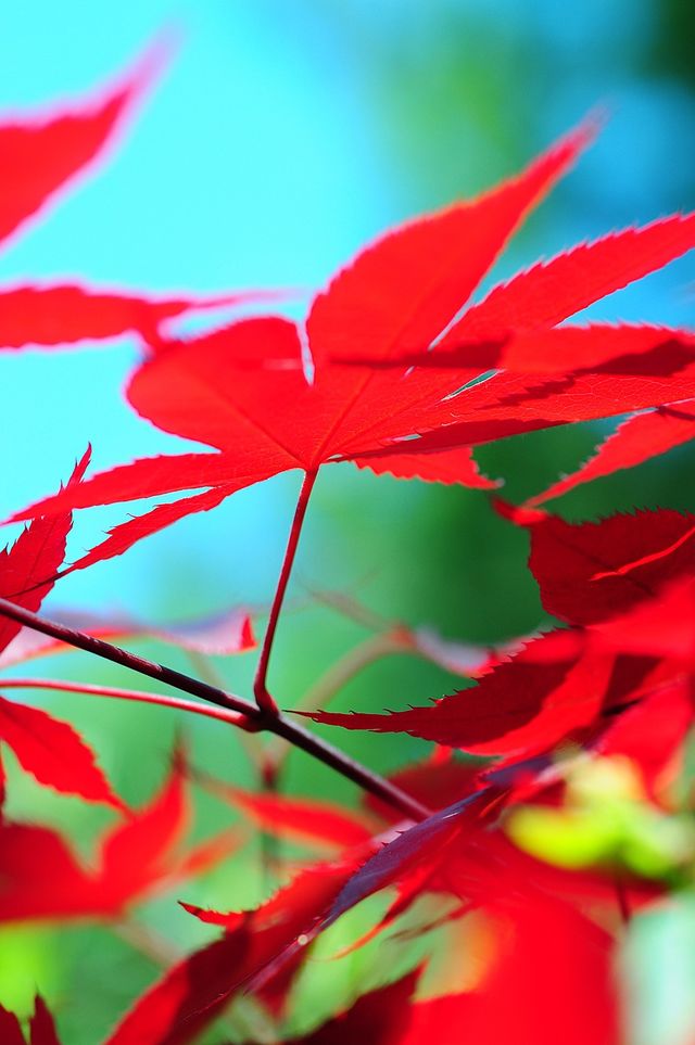 leaf