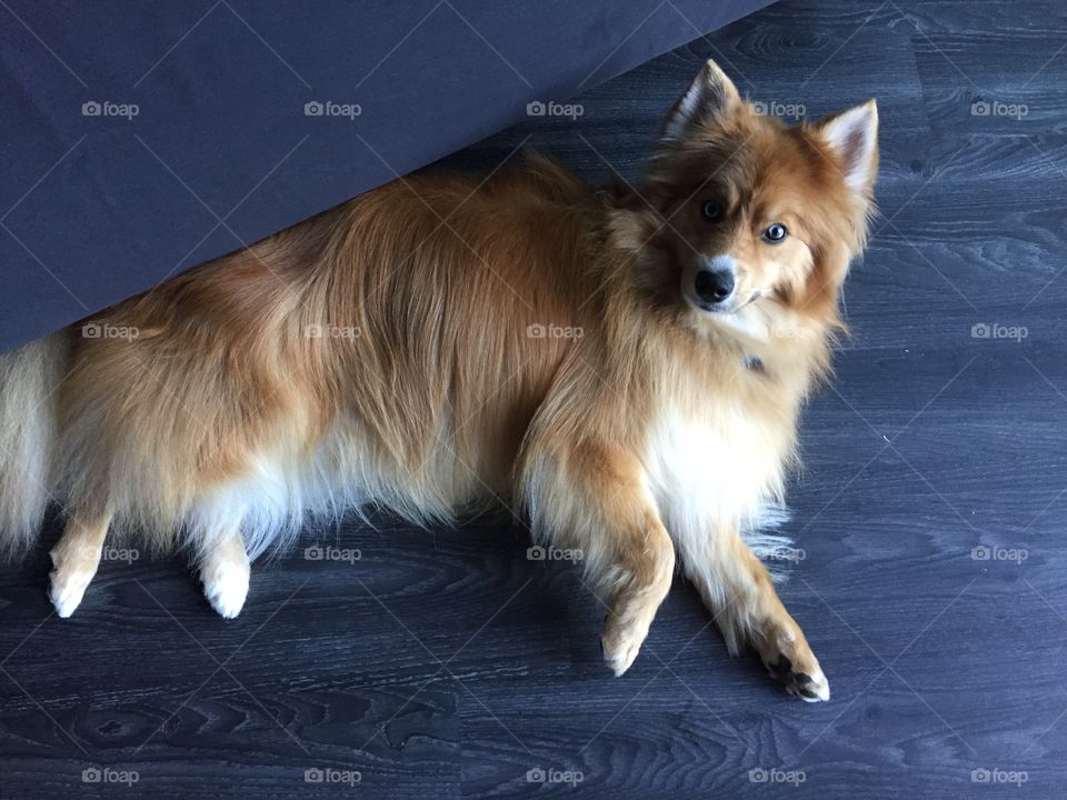 Pomsky dog