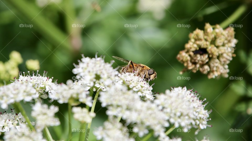 Bee