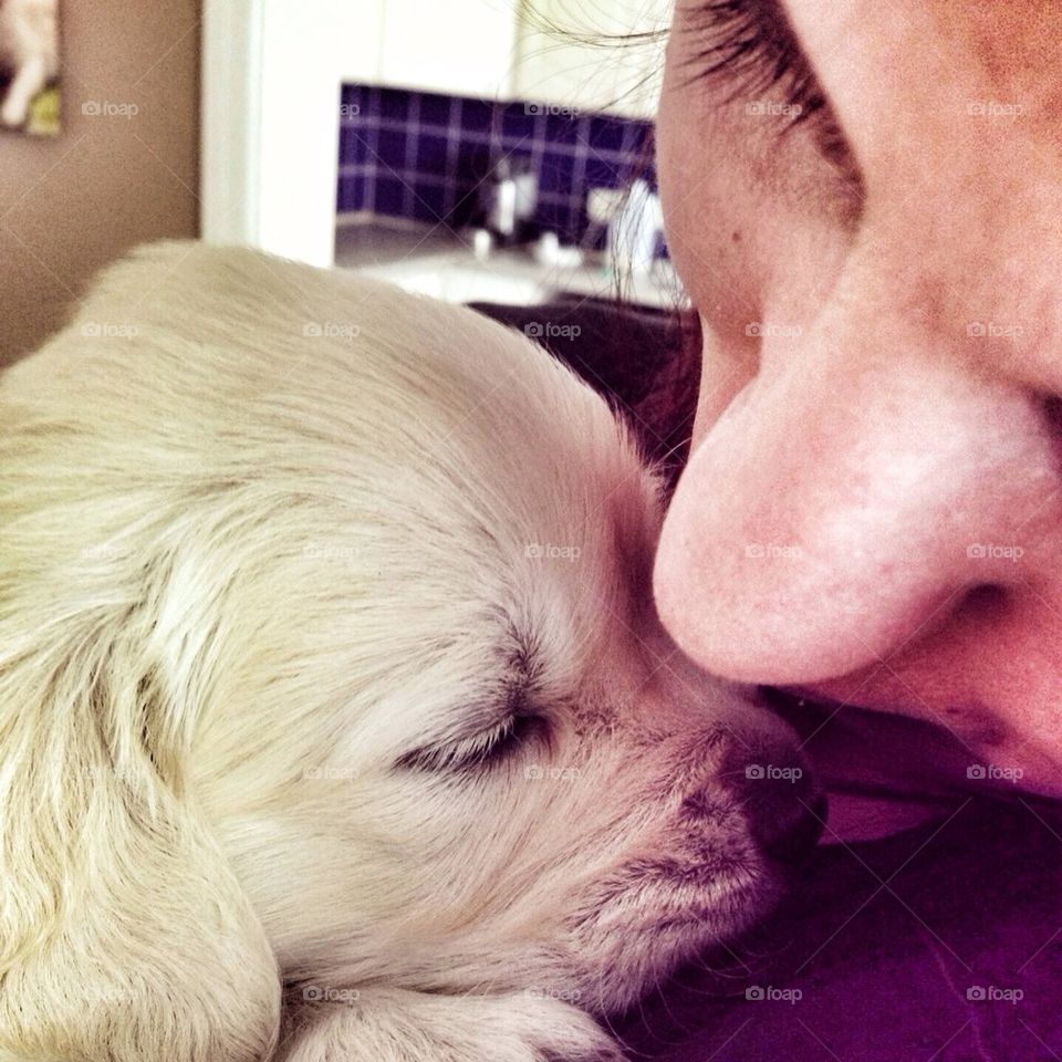 Love at first sight - Zoe - Golden Retriever