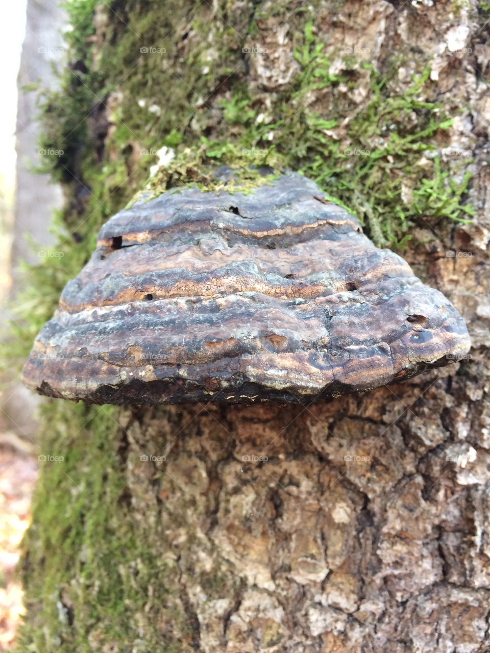Mushroom on a dead log