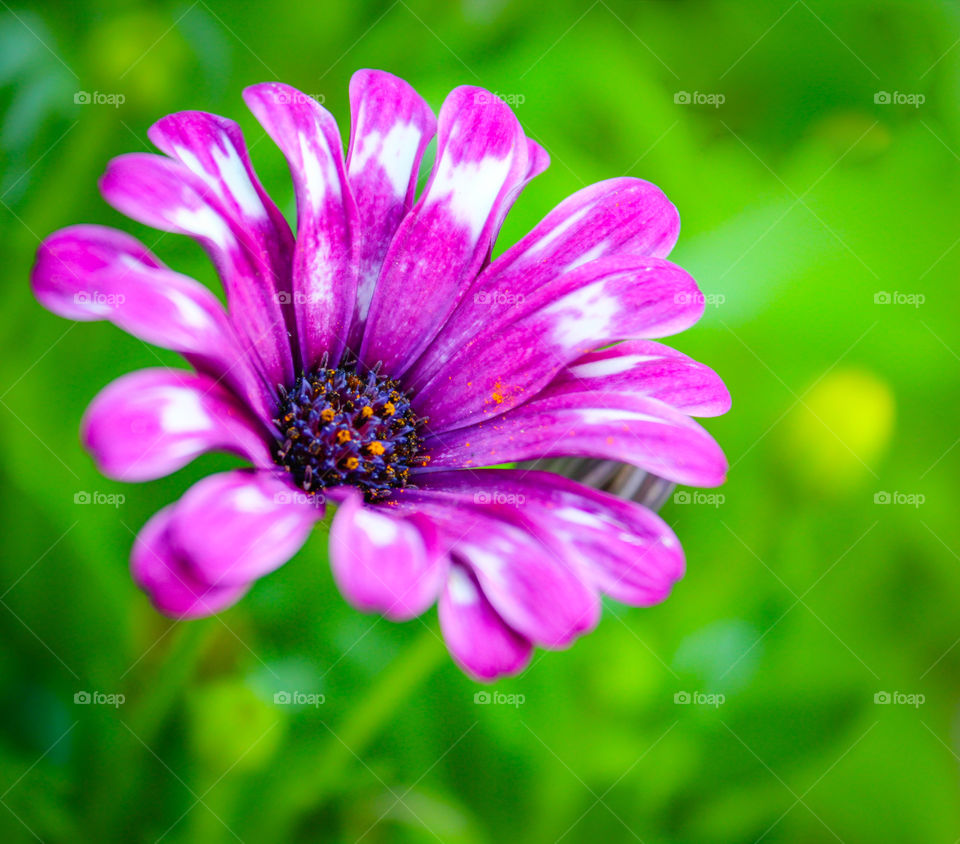 Blossomed pink-purple calendula flower on a blurry bright green background with grass and leaves.  Horizontal focus, macro shot