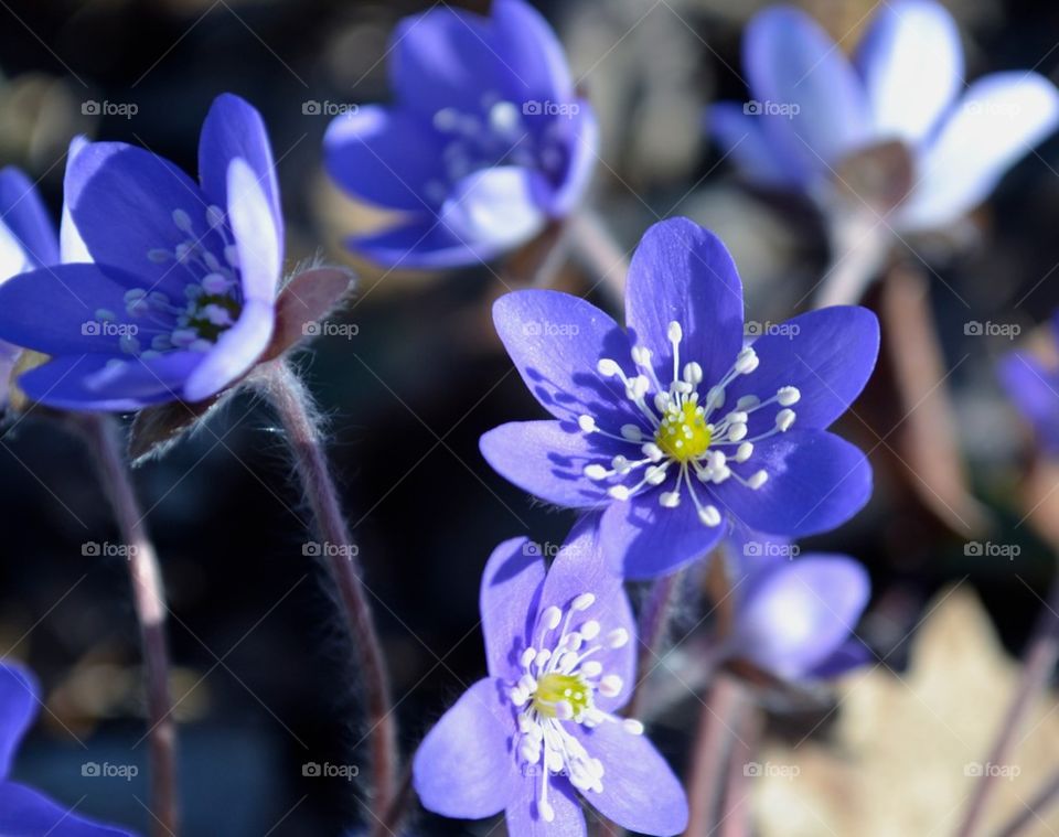 Hepatica, blue spring flower