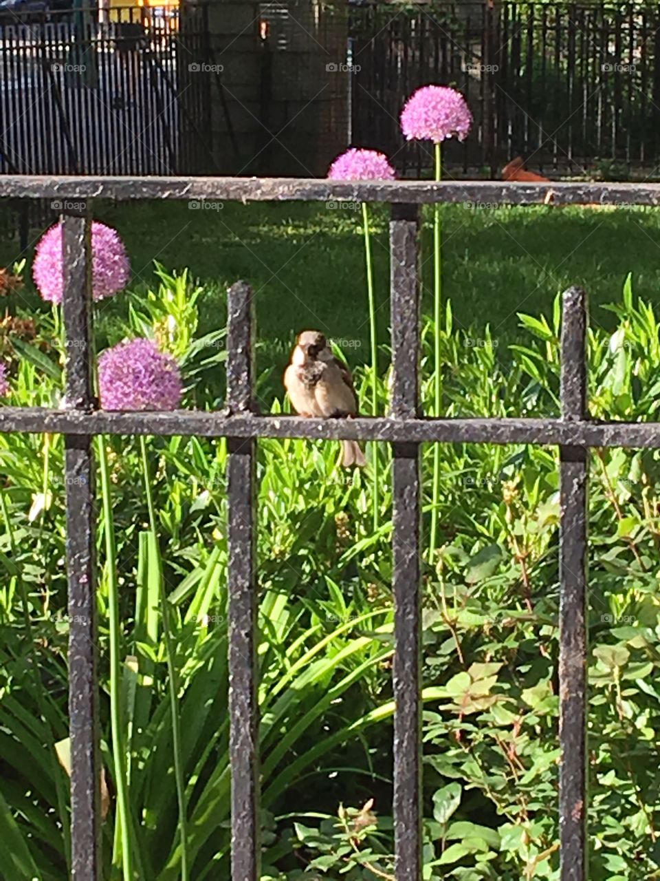 Chickadee on fence with allium flowers