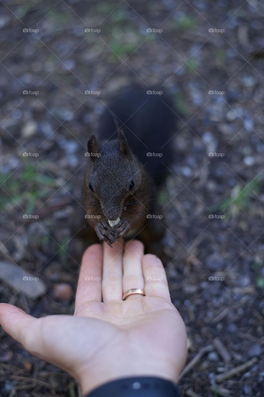 Squirrel with a nut