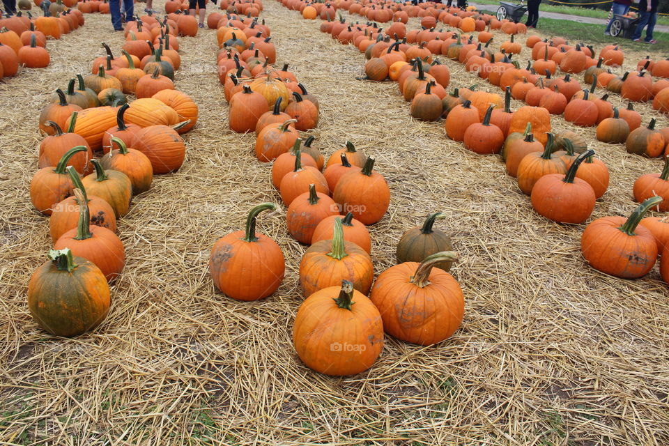 Halloween pumpkins 