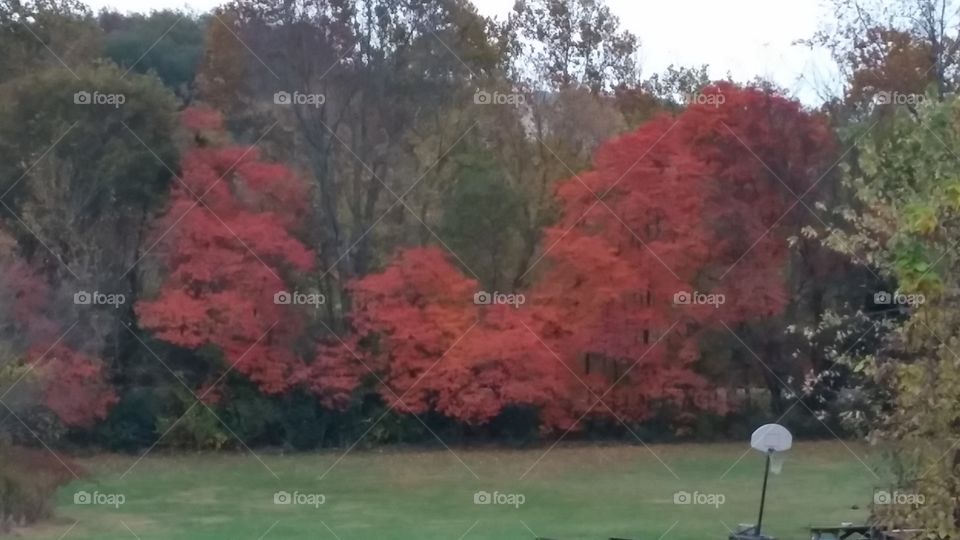 Tree, Landscape, Park, Fall, No Person