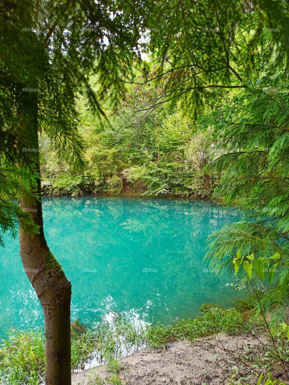 tree at river spring