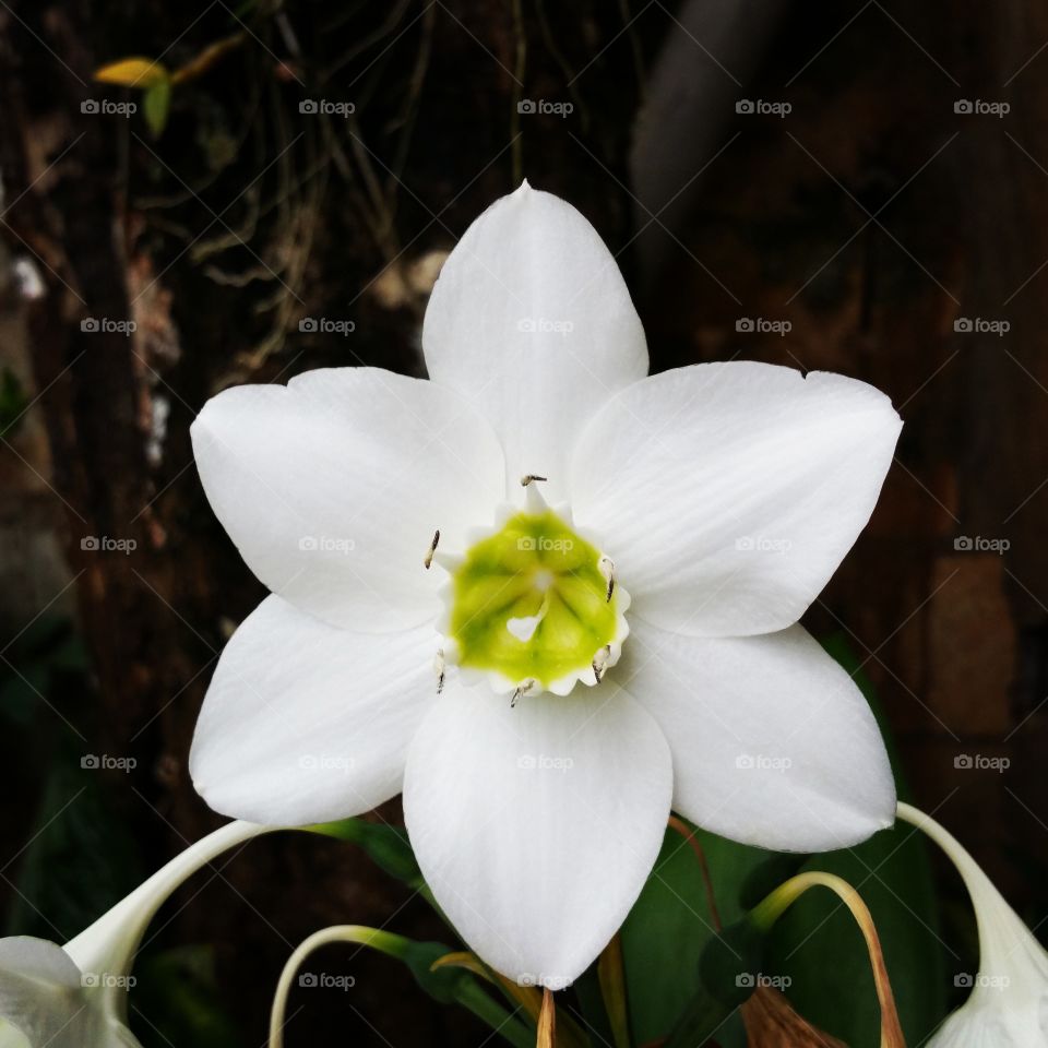 Exotic White Flower