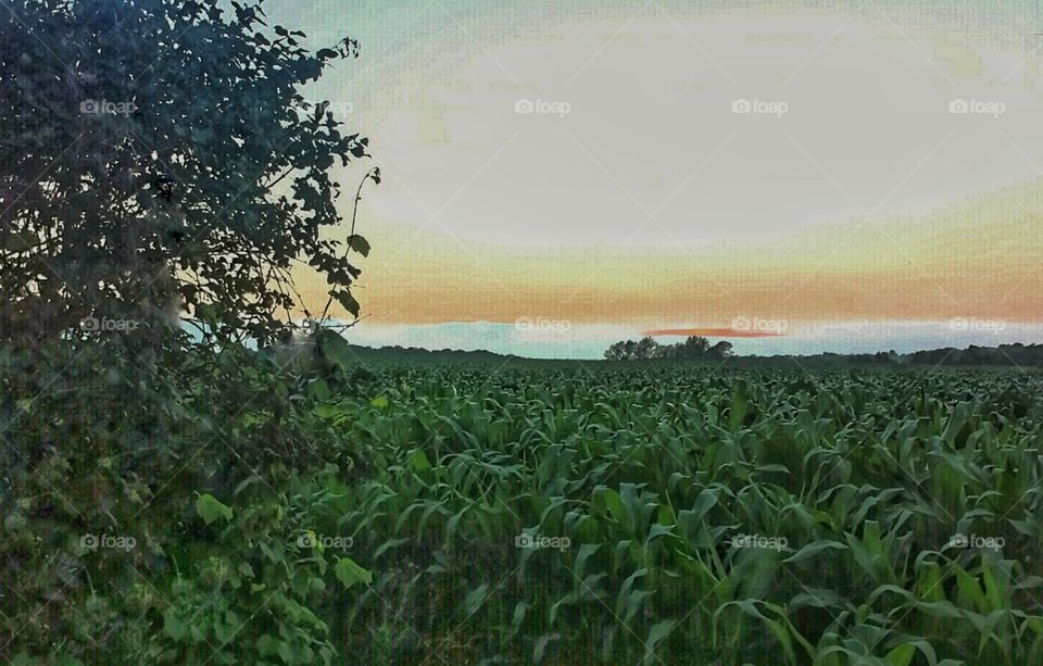 Nature. Cornfields at Dusk